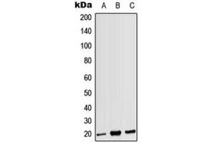 Western blot analysis of CD3g expression in HEK293T (A), Raw264.