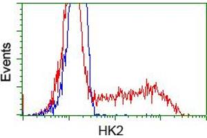 Image no. 4 for anti-Hexokinase 2 (HK2) antibody (ABIN1498647)