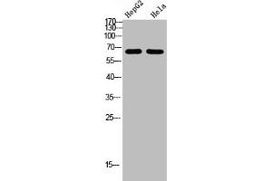 Western Blot analysis of HEPG2 Hela cells using NOP56 Polyclonal Antibody diluted at 1:1000.