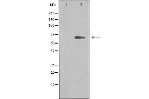 Western blot analysis of extracts from 293 cells, using ARMX2 antibody. (ARMCX2 Antikörper  (Internal Region))