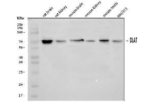 Western blot analysis of DLAT using anti-DLAT antibody (ABIN7602307). (DLAT Antikörper  (AA 69-642))