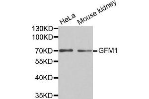 Western Blotting (WB) image for anti-G-Elongation Factor, Mitochondrial 1 (GFM1) antibody (ABIN1872802) (GFM1 Antikörper)