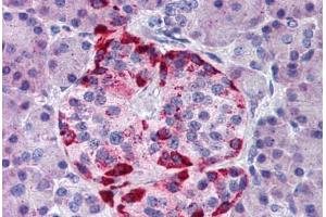 Human Pancreas (formalin-fixed, paraffin-embedded) stained with EPHA2 antibody ABIN291771 at 10 ug/ml followed by biotinylated goat anti-rabbit IgG secondary antibody ABIN481713, alkaline phosphatase-streptavidin and chromogen. (EPH Receptor A2 Antikörper  (AA 450-500))