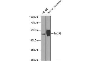 Western blot analysis of extracts of various cell lines using TACR3 Polyclonal Antibody at dilution of 1:1000. (TACR3 Antikörper)