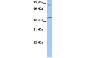 POLK antibody used at 1 ug/ml to detect target protein.