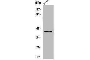 Western Blot analysis of HeLa cells using USF-2 Polyclonal Antibody (USF2 Antikörper  (Internal Region))