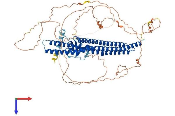 Amphiphysin Protein (AMPH) (AA 1-695) (His tag)