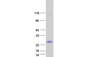 Validation with Western Blot (TMEM88 Protein (Myc-DYKDDDDK Tag))