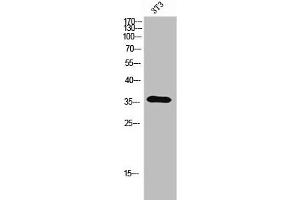 Western Blot analysis of 3T3 cells using Olfactory receptor 5A2 Polyclonal Antibody (OR5A2 Antikörper  (C-Term))