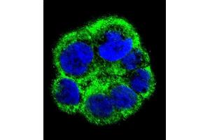 Immunofluorescence (IF) image for anti-Phosphate Cytidylyltransferase 1, Choline, alpha (PCYT1A) (AA 27-54), (N-Term) antibody (ABIN656103)