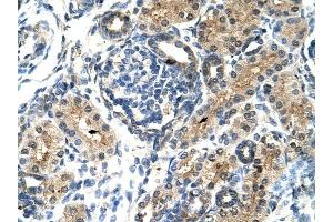 TIMELESS antibody was used for immunohistochemistry at a concentration of 4-8 ug/ml to stain Epithelial cells of renal tubule (arrows) in Human Kidney. (TIMELESS Antikörper  (N-Term))