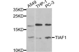 Western blot analysis of extracts of various cells, using TIAF1 antibody. (TIAF1 Antikörper)