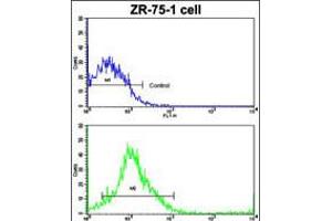 Flow cytometric analysis of ZR-75-1 cells using(bottom histogram) compared to a negative control cell (top histogram). (Cathepsin K Antikörper  (AA 207-237))