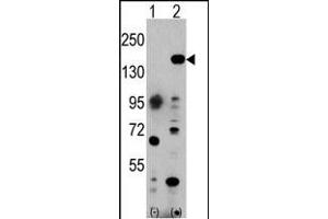 Western blot analysis of EHMT1 (arrow) using rabbit polyclonal EHMT1 Antibody (C-term) (ABIN387855 and ABIN2844017). (EHMT1 Antikörper  (C-Term))