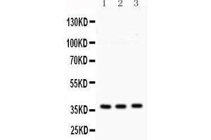 Anti- Syntaxin 1a Picoband antibody, Western blotting All lanes: Anti Syntaxin 1a  at 0. (STX1A Antikörper  (N-Term))
