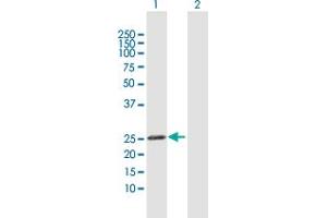 Western Blot analysis of GSTK1 expression in transfected 293T cell line by GSTK1 MaxPab polyclonal antibody.