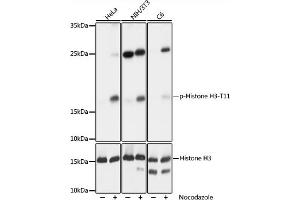 Western blot analysis of extracts of NIH/3T3 cells, using phospho-STK4-T387 pAb (ABIN3023615, ABIN3023616, ABIN3023617 and ABIN6225469) at 1:1000 dilution or Histone H3 antibody . (Histone 3 Antikörper  (pThr11))