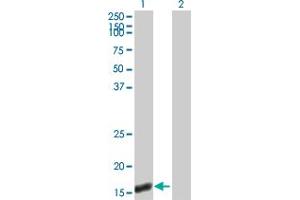 Western Blot analysis of UBL4A expression in transfected 293T cell line by UBL4A MaxPab polyclonal antibody. (UBL4A Antikörper  (AA 1-157))