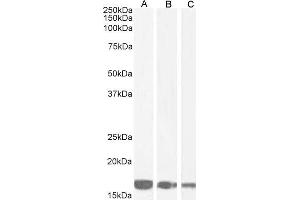 Western Blotting (WB) image for anti-Ionized Calcium-binding Adapter Molecule 1 (IBA1) (C-Term) antibody (ABIN184738)