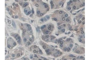Immunohistochemistry (IHC) image for anti-CD300c (CD300C) (AA 21-183) antibody (ABIN7444304)