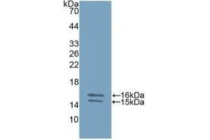 Detection of Recombinant IL23, Human using Polyclonal Antibody to Interleukin 23 Subunit Alpha (IL23a) (IL23A Antikörper  (AA 20-189))