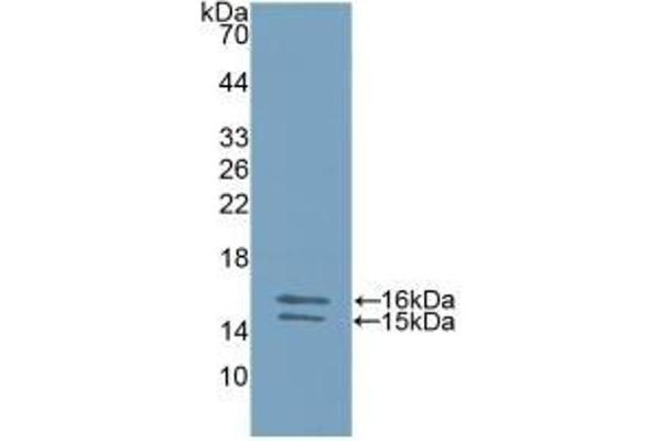 IL23A Antikörper  (AA 20-189)