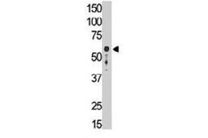 The SIGLEC9 polyclonal antibody  is used in Western blot to detect SIGLEC9 in mouse liver tissue lysate. (SIGLEC9 Antikörper  (C-Term))
