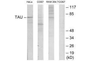 Western blot analysis of extracts from HeLa/COS7/RAW246. (MAPT Antikörper  (Ser235))