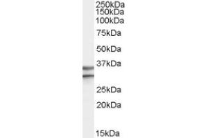 Image no. 1 for anti-G Protein-Coupled Receptor 3 (GPR3) (Internal Region) antibody (ABIN375204) (GPR3 Antikörper  (Internal Region))