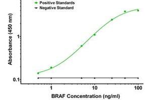 ELISA image for anti-B-Raf proto-oncogene, serine/threonine kinase (BRAF) antibody (ABIN2715099) (BRAF Antikörper)