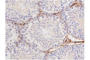 ABIN6267358 at 1/200 staining Mouse testis tissue sections by IHC-P. (MAPT Antikörper  (pThr212))