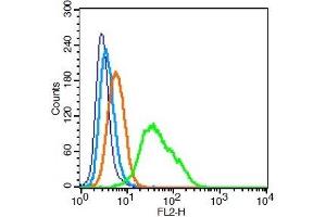 Human U937 cells probed with 	ICAM1 Polyclonal Antibody, Unconjugated  at 0. (ICAM1 Antikörper  (AA 51-100))