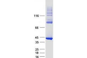 Western Blotting (WB) image for Hydroxyacid Oxidase (Glycolate Oxidase) 1 (HAO1) protein (Myc-DYKDDDDK Tag) (ABIN2723141)