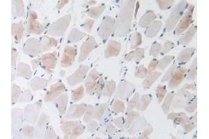 Immunohistochemistry (IHC) image for anti-Gonadotropin-Releasing Hormone 1 (Luteinizing-Releasing Hormone) (GNRH1) (AA 22-90) antibody (ABIN7429916)