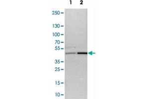 Western blot analysis of cell lysates with WDR53 polyclonal antibody  at 1:250-1:500 dilution. (WDR53 Antikörper)