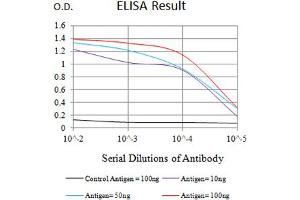 Black line: Control Antigen (100 ng),Purple line: Antigen (10 ng), Blue line: Antigen (50 ng), Red line:Antigen (100 ng) (VCAM1 Antikörper  (AA 25-183))