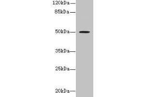 Western blot All lanes: RUNDC3A antibody at 1. (RUNDC3A Antikörper  (AA 1-405))