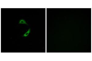 Immunofluorescence analysis of A549 cells, using OR10G9 antibody. (OR10G9 Antikörper  (C-Term))