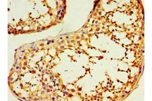 Immunohistochemistry of paraffin-embedded human testis tissue using ABIN7150881 at dilution of 1:100 (DNAL1 Antikörper  (AA 41-190))