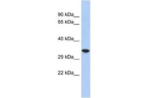CREG2 antibody used at 1 ug/ml to detect target protein. (CREG2 Antikörper  (N-Term))