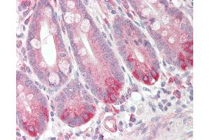 Anti-GPR160 antibody IHC staining of human small intestine. (GPR160 Antikörper  (Internal Region))