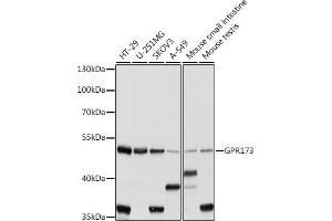 Western blot analysis of extracts of various cell lines, using GPR173 antibody (ABIN7267300) at 1:1000 dilution. (GPR173 Antikörper  (AA 160-230))