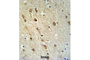 ZRANB1 Antibody (C-term) IHC analysis in formalin fixed and paraffin embedded brain tissue followed by peroxidase conjugation of the secondary antibody and DAB staining. (ZRANB1 Antikörper  (C-Term))