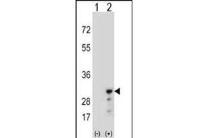 Western blot analysis of PRDX3 (arrow) using rabbit polyclonal PRDX3 Antibody (N-term) (ABIN389470 and ABIN2839534). (Peroxiredoxin 3 Antikörper  (N-Term))