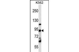 UBTF Antibody (C-term) (ABIN656478 and ABIN2845758) western blot analysis in K562 cell line lysates (35 μg/lane). (UBTF Antikörper  (C-Term))