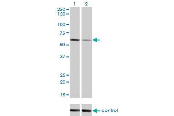 ALPPL2 Antikörper  (AA 365-454)