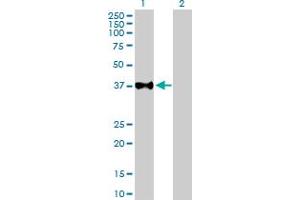 Western Blot analysis of USF2 expression in transfected 293T cell line by USF2 MaxPab polyclonal antibody. (USF2 Antikörper  (AA 1-346))