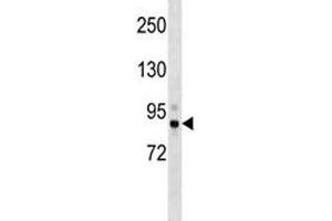 Tbk1 antibody western blot analysis in mouse cerebellum tissue lysate. (TBK1 Antikörper  (AA 8-35))