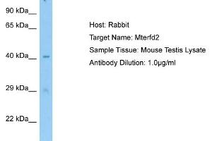 Host: RabbitTarget Name: Mterfd2Antibody Dilution: 1. (MTERFD2 Antikörper  (C-Term))