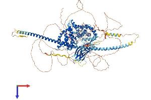 DAB2IP Protein (AA 1-1189) (His tag)